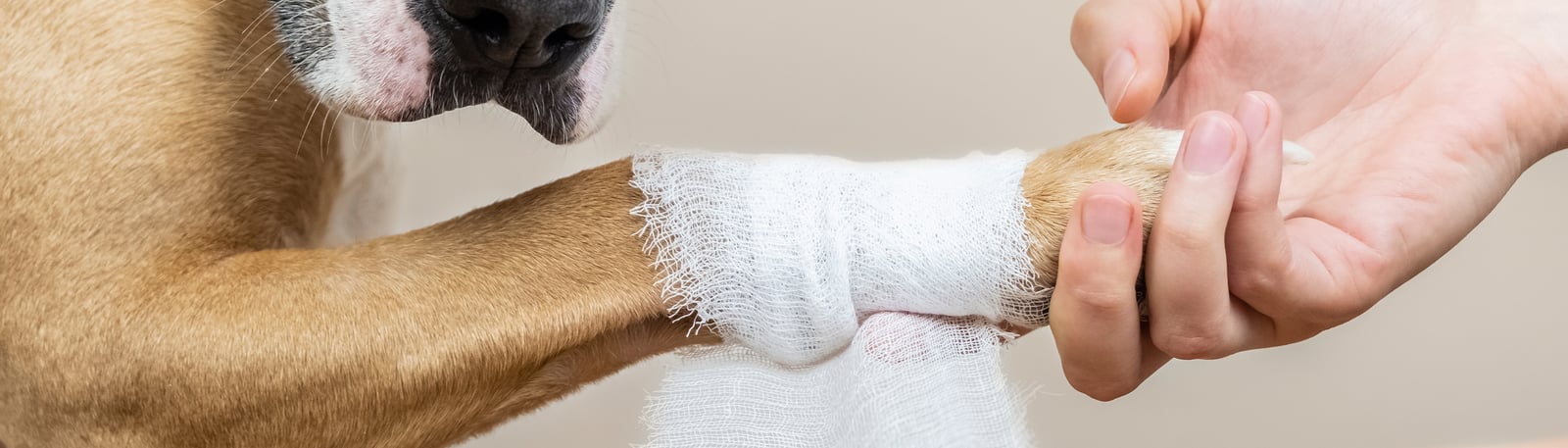 Djur som fått sår? Så gör du vid sår hos hund och katt