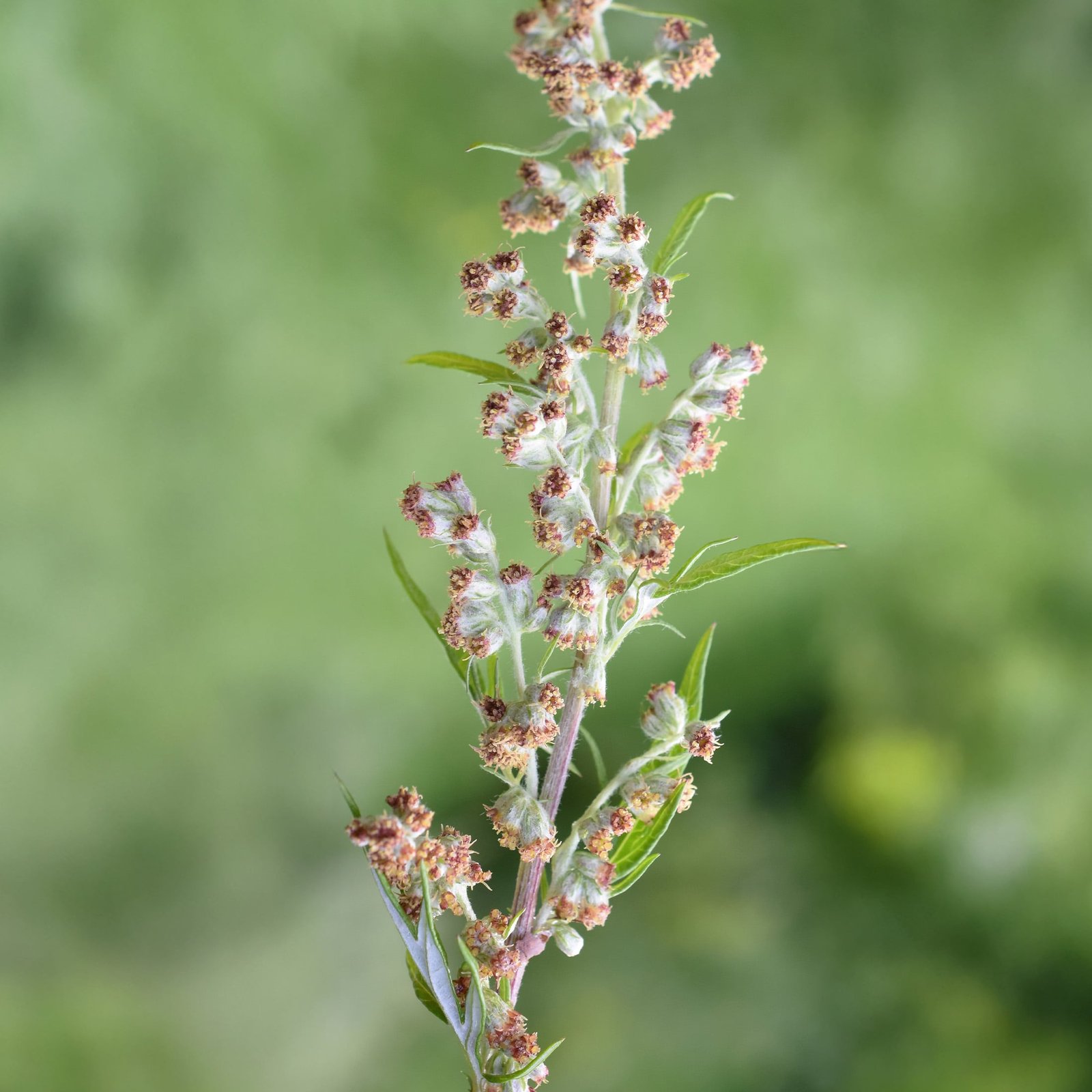 Gråbopollen? Därför är du allergisk ända inpå hösten
