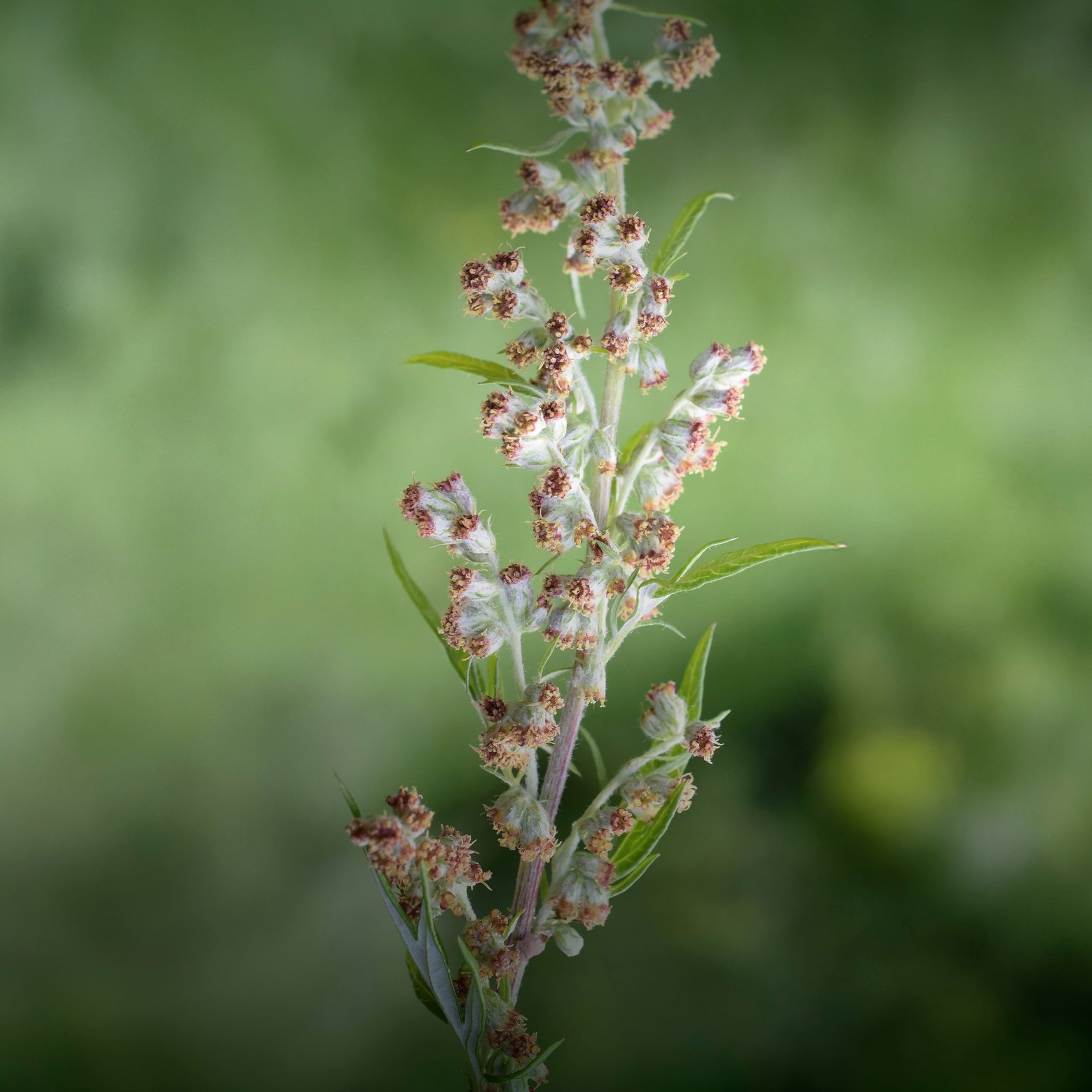 Allt om gråbopollen