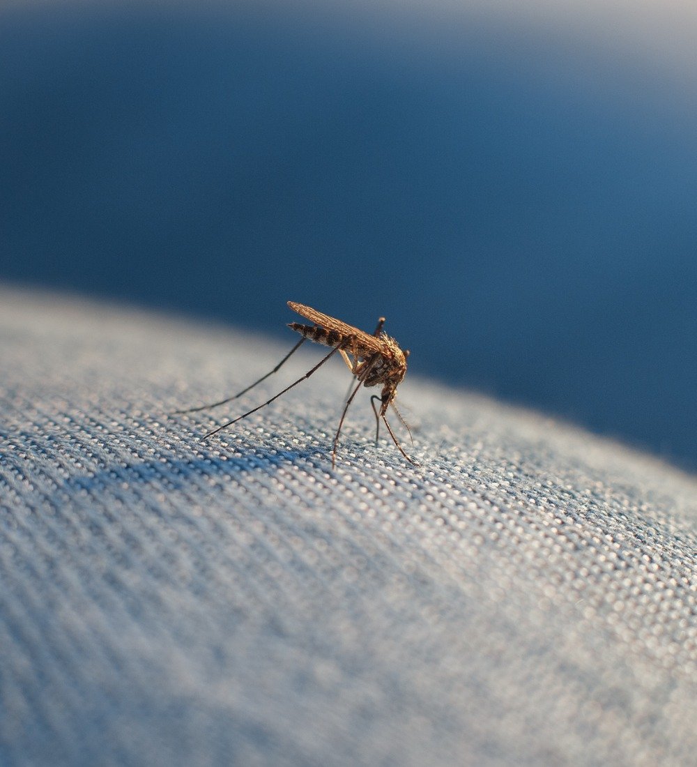 Mygg – så förebygger och lindrar du kliande myggbett