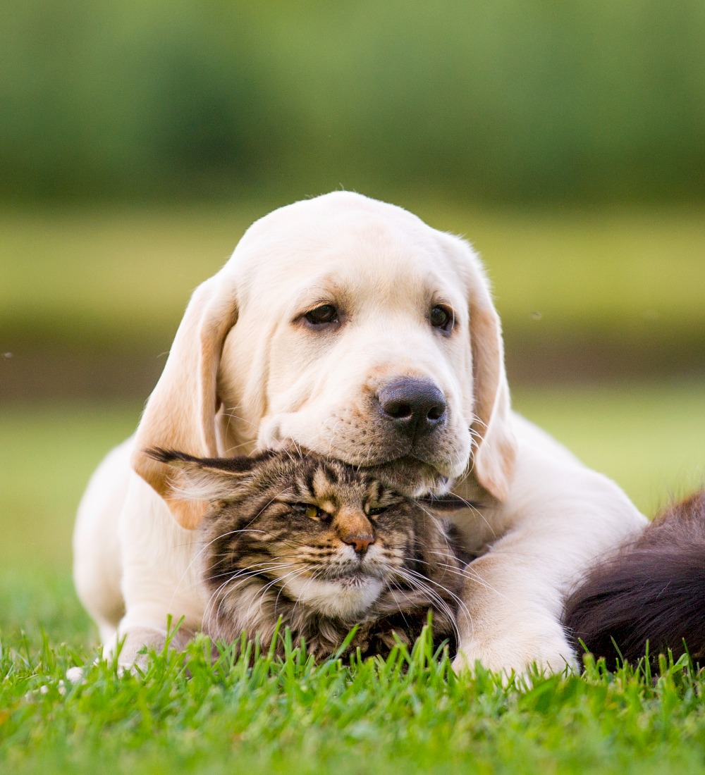 5 råd för att skydda din hund och katt under vår och sommar
