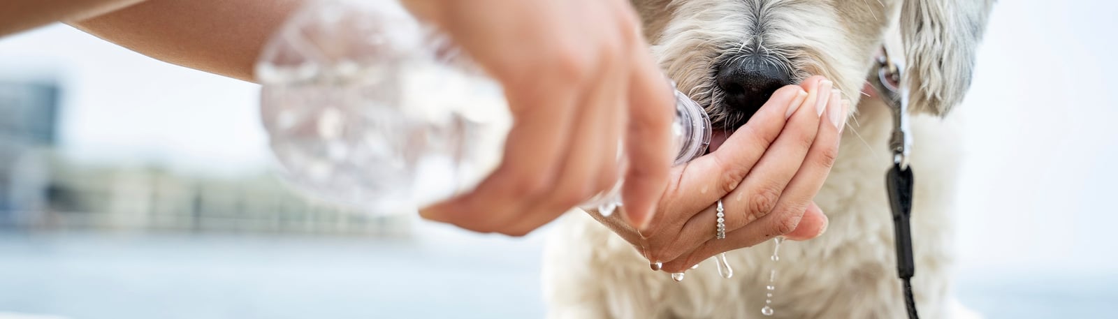 6 tips för att svalka din hund i sommarvärmen!