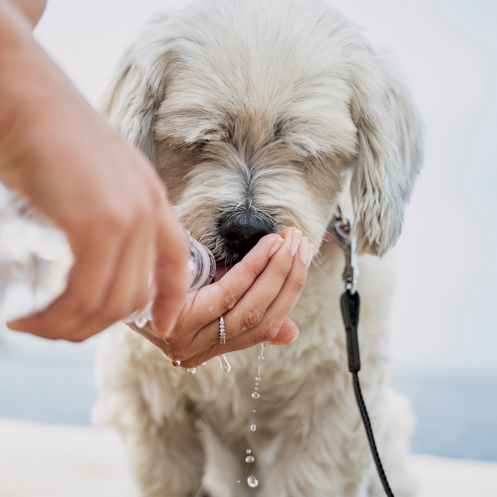 6 tips för att svalka din hund i sommarvärmen