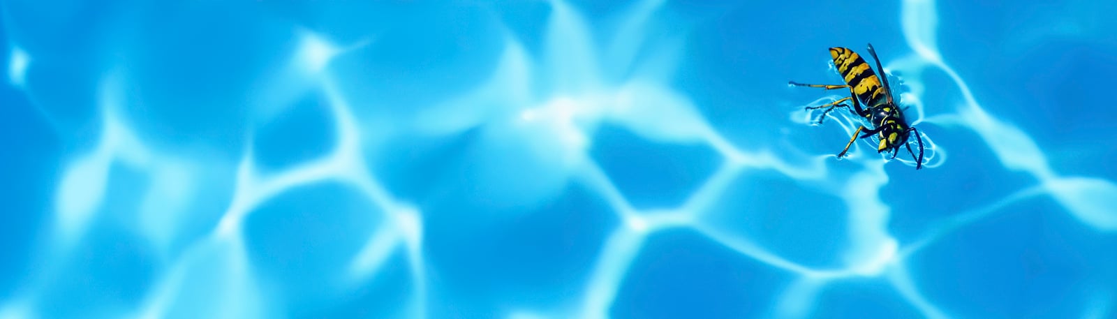 Fakta om getingstick – vanliga symtom och hur du lindrar sticket