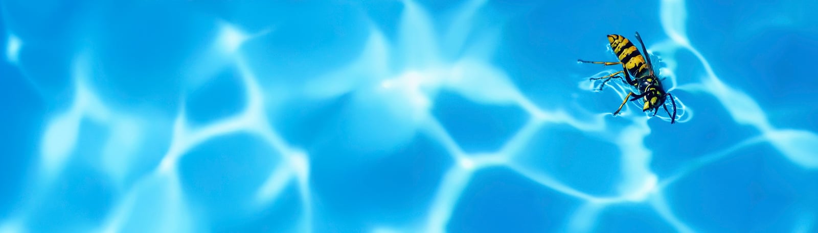 Fakta om getingstick – vanliga symtom och hur du lindrar sticket