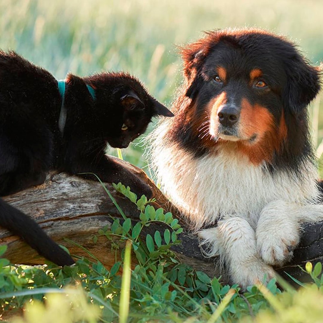 Därför ska du skydda din hund och katt mot fästingar och loppor