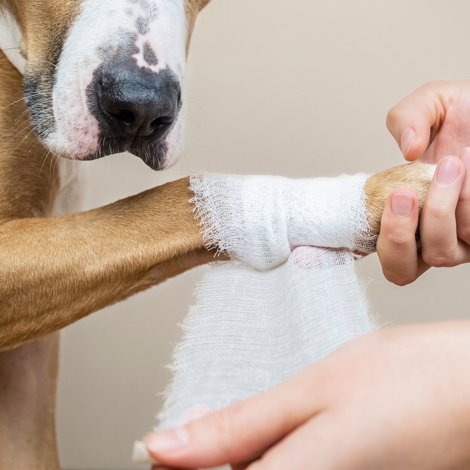 Djur som fått sår? Så gör du vid sår hos hund och katt