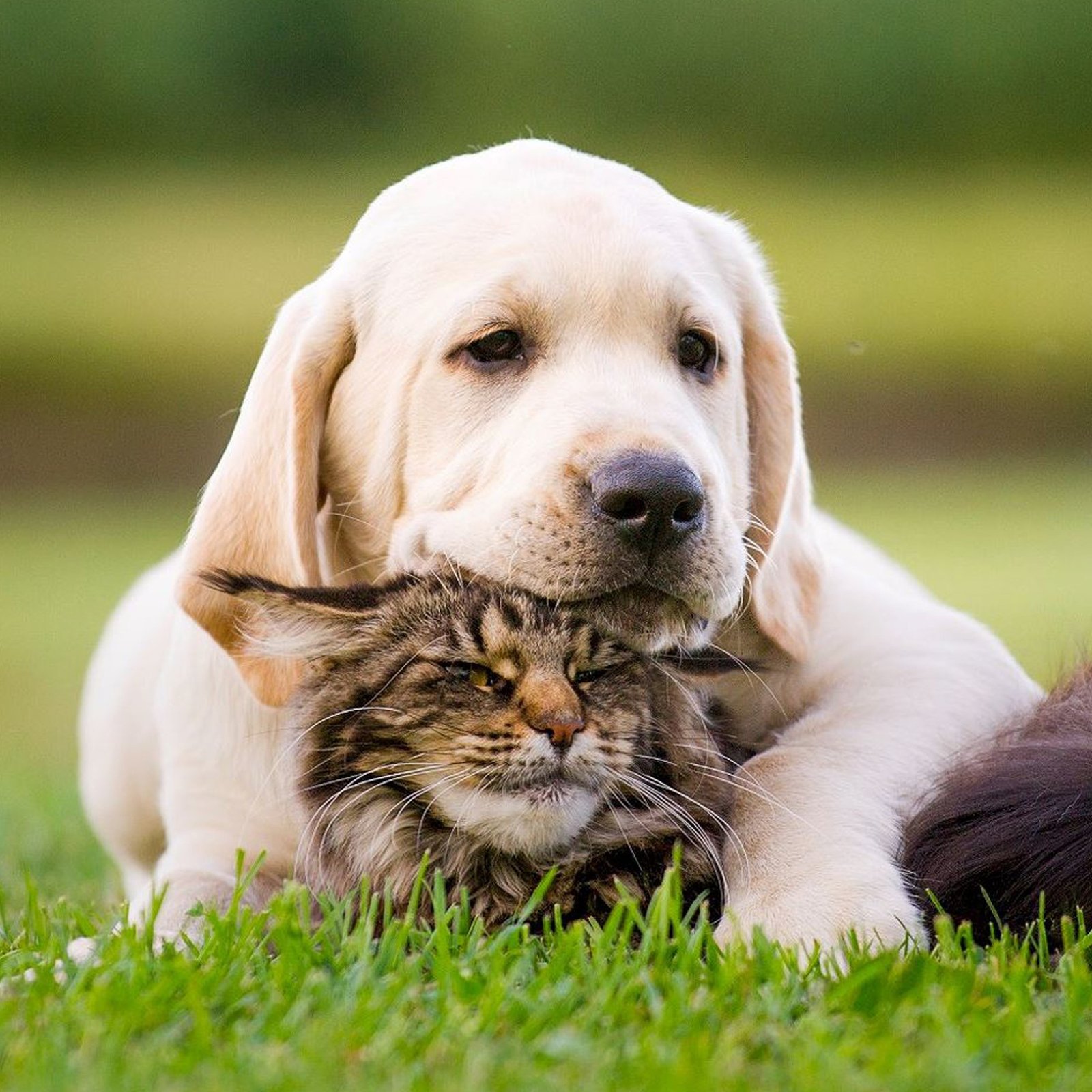 5 råd för att skydda din hund och katt under vår och sommar