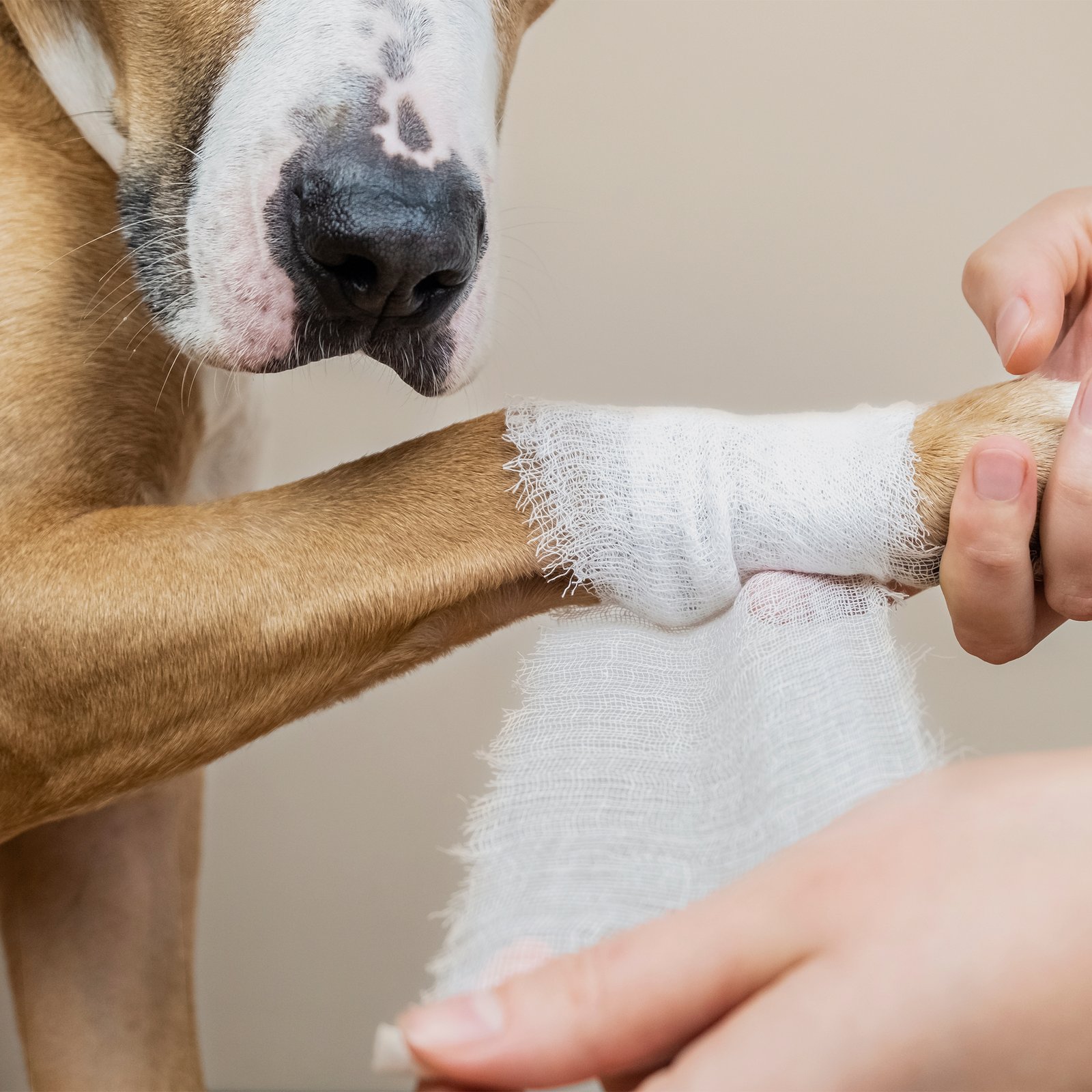 Djur som fått sår? Så gör du vid sår hos hund och katt