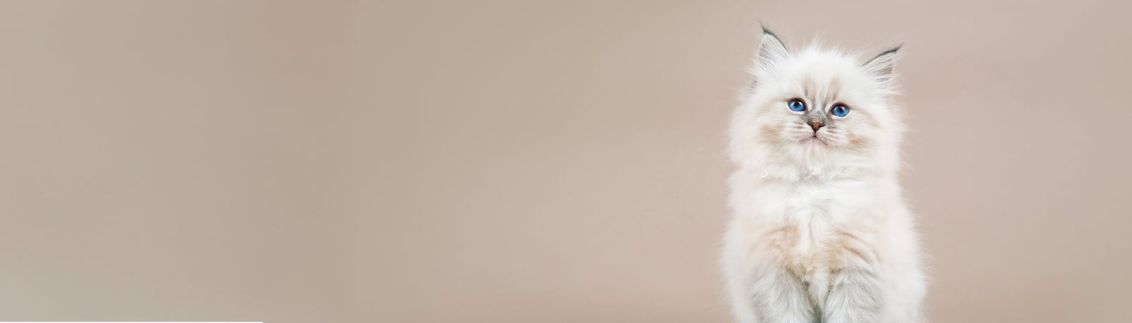 läkemedel djurrecept