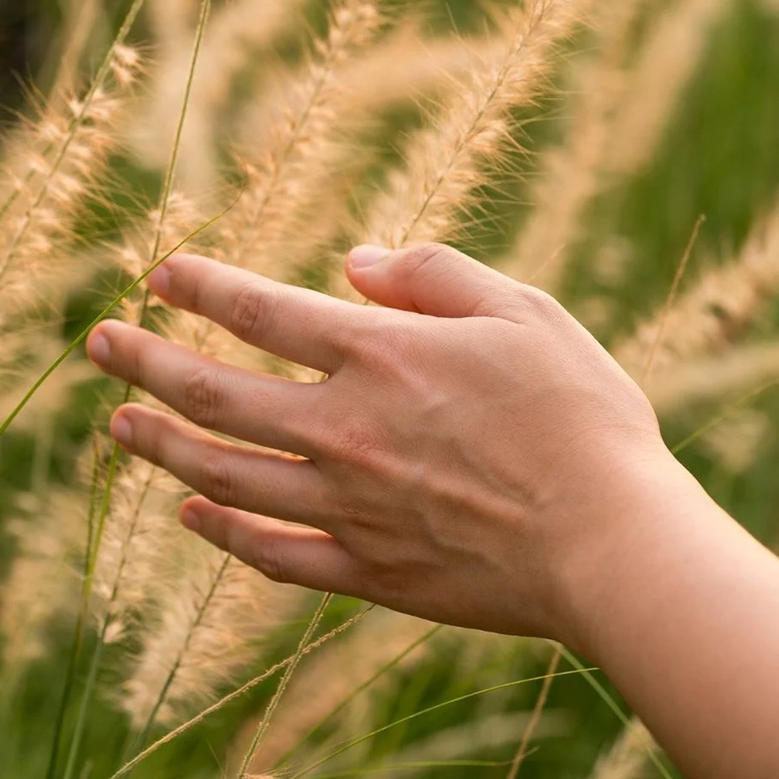 Så förebygger du fästingbett – och tar bort en fästing!