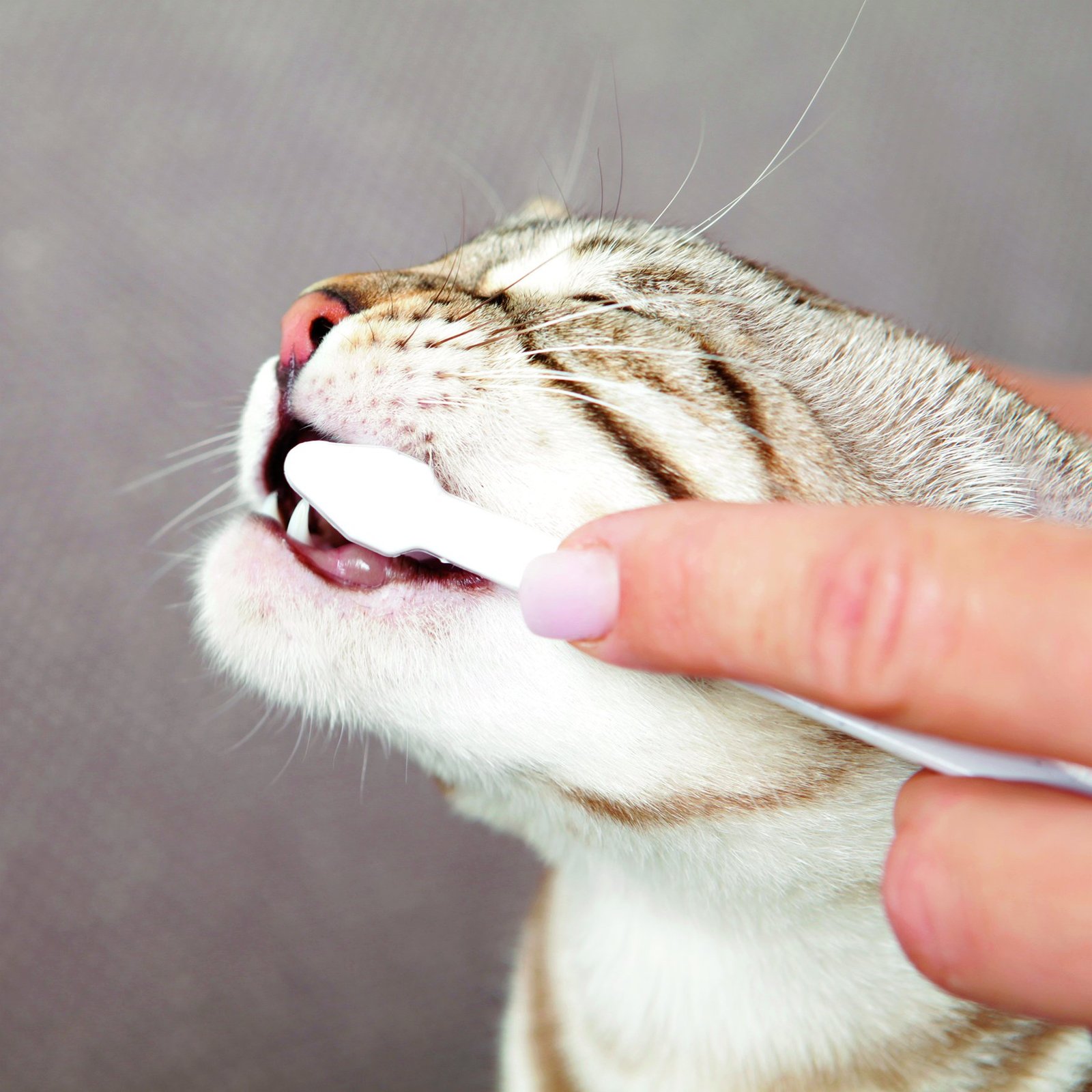 Trixie Tandvårds set till katt, 2 borstar + tandkräm med ostsmak