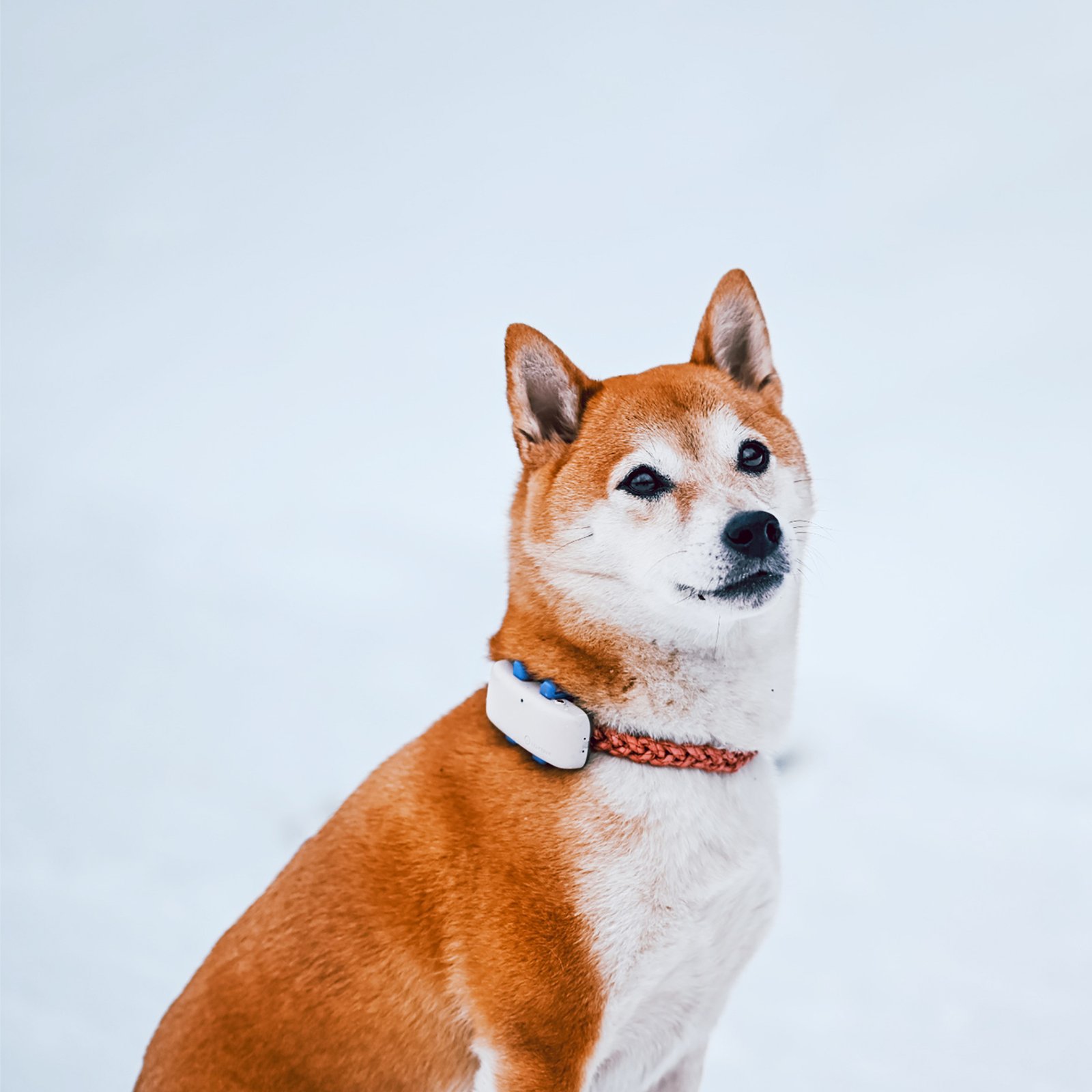 Tractive Dog GPS Tracker LTE 1 st