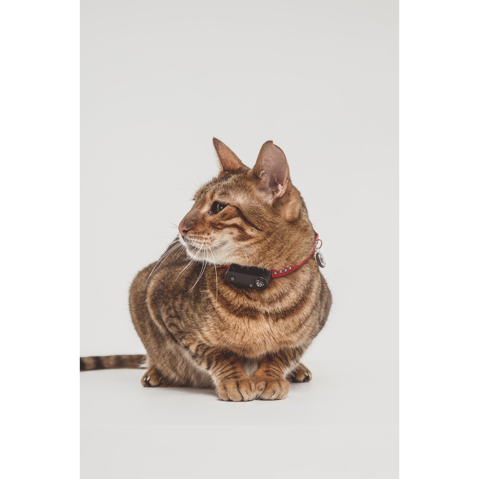 TICKLESS Pet Tick Repellent Mini Cat Black 1 st