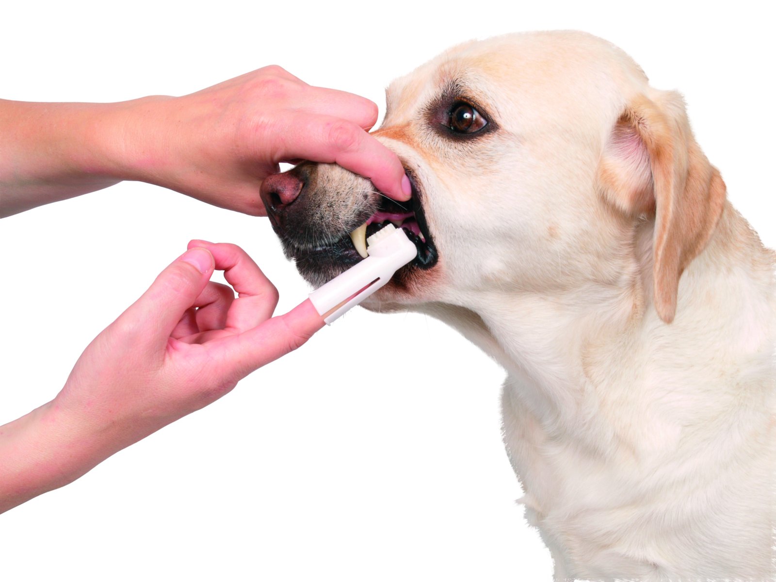 TRIXIE Tandvårdskit Tandkräm, Fingerborstar & Tandborste 1 set