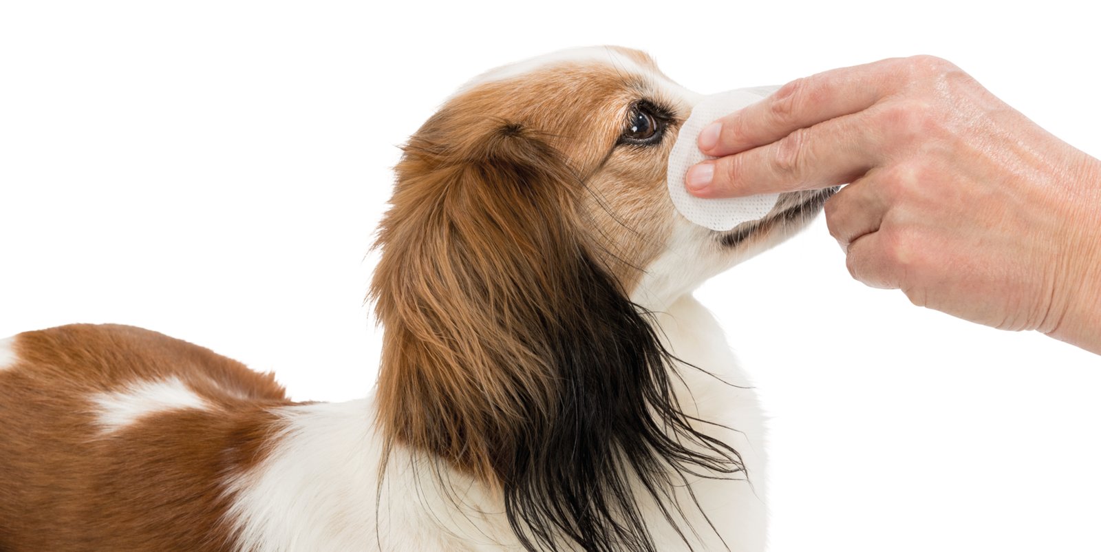 TRIXIE Ögonservett Aloe Vera 100 st