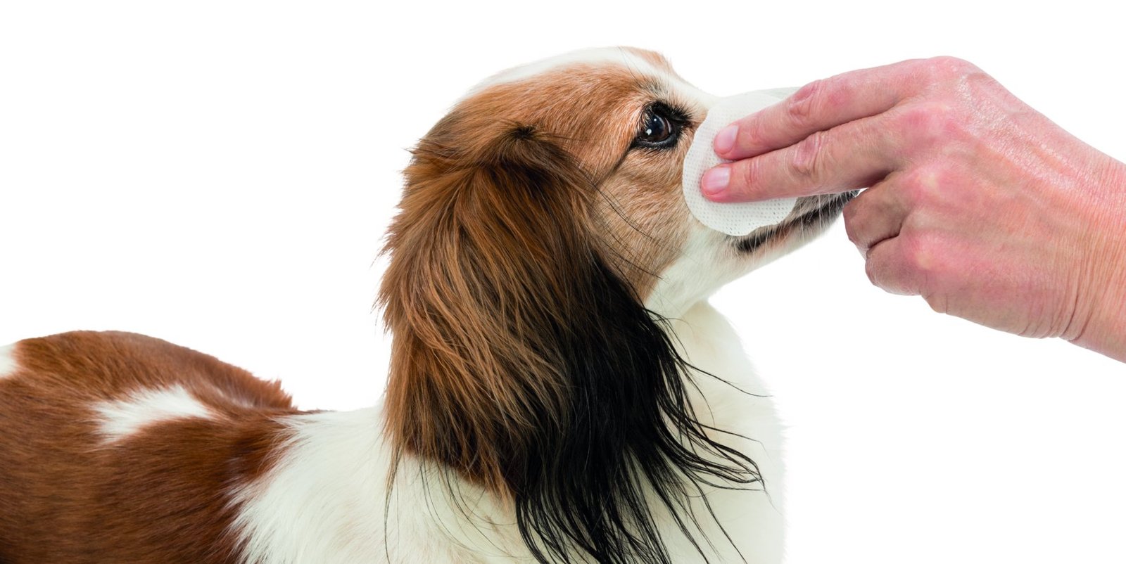 TRIXIE Ögonservett Aloe Vera 100 st