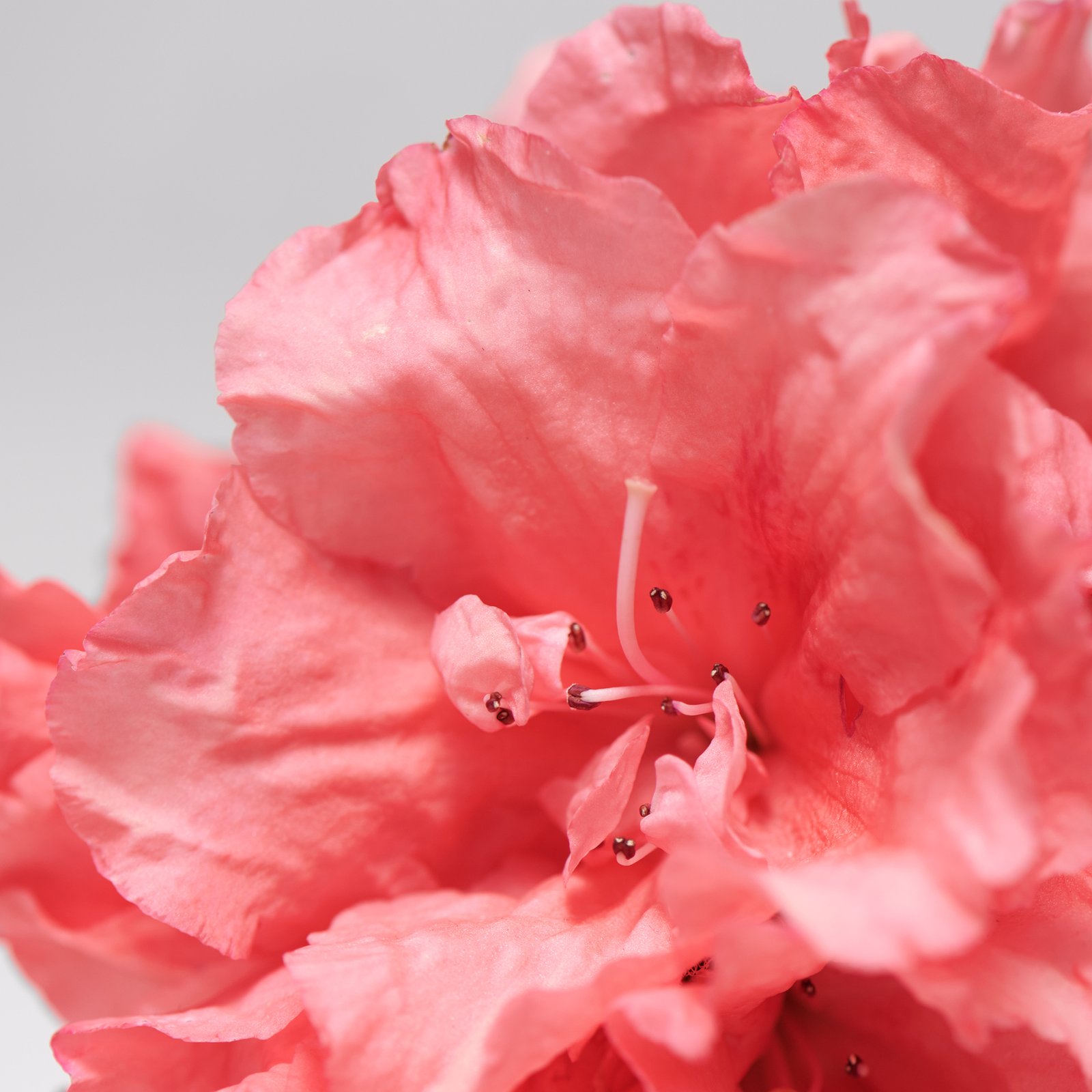 BABOR Skinovage Moisturizing & Lipid Cream 50ml