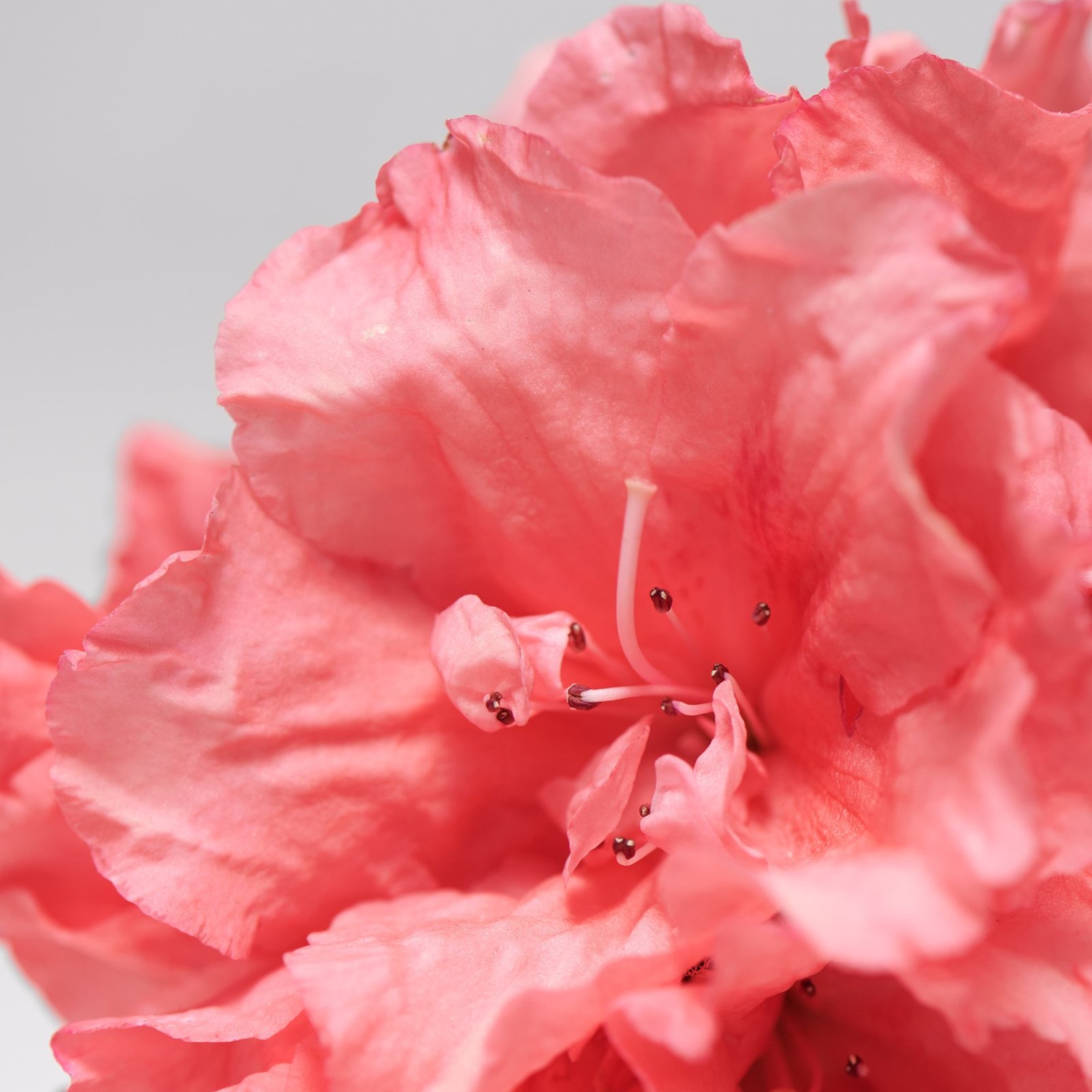 BABOR Skinovage Moisturizing & Lipid Cream 50ml