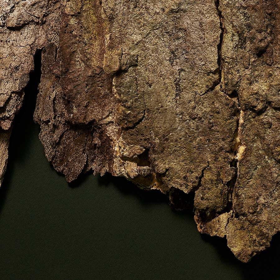 BABOR Microbiomic BB Cream medium SPF20