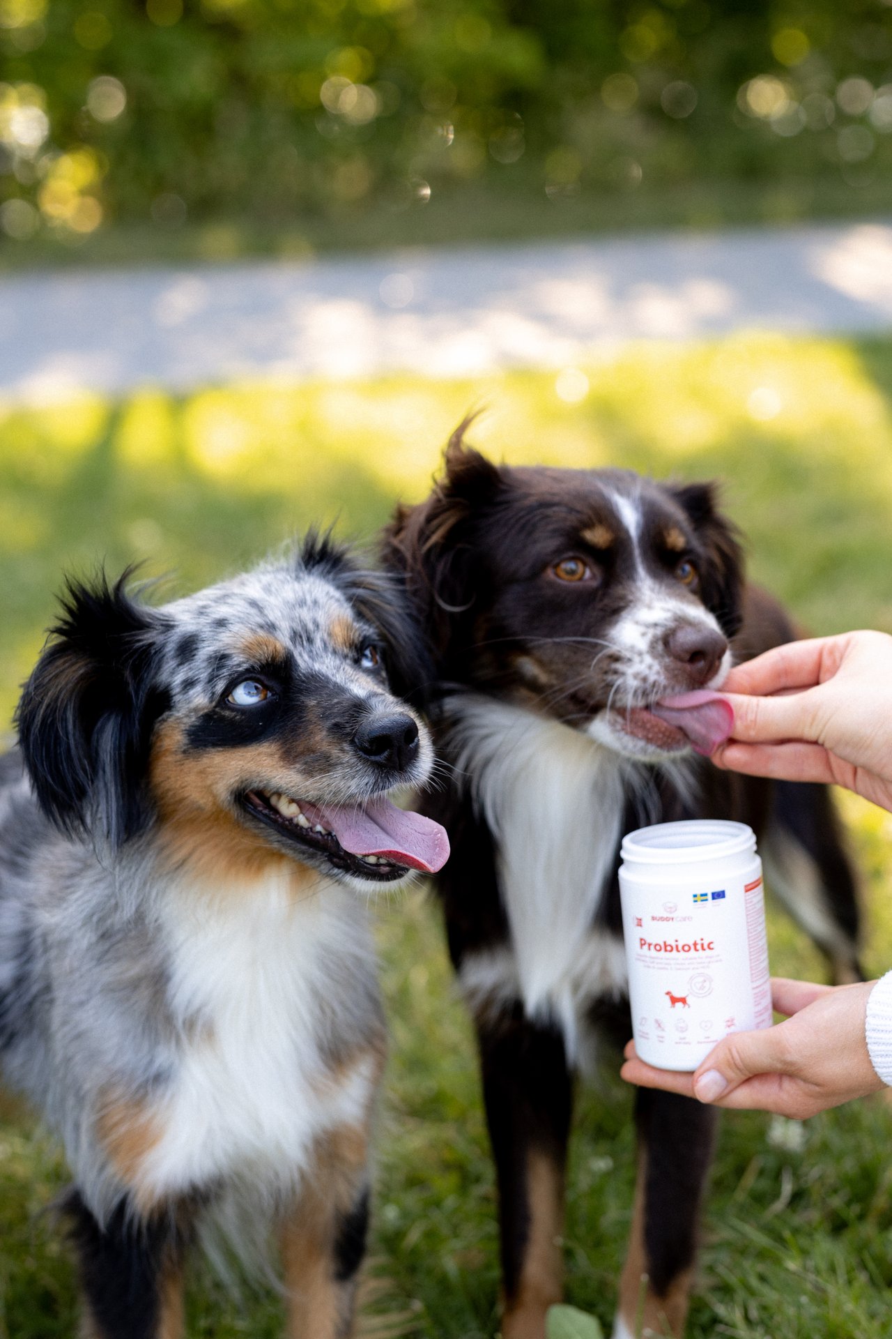 Buddy Care Probiotic 150g