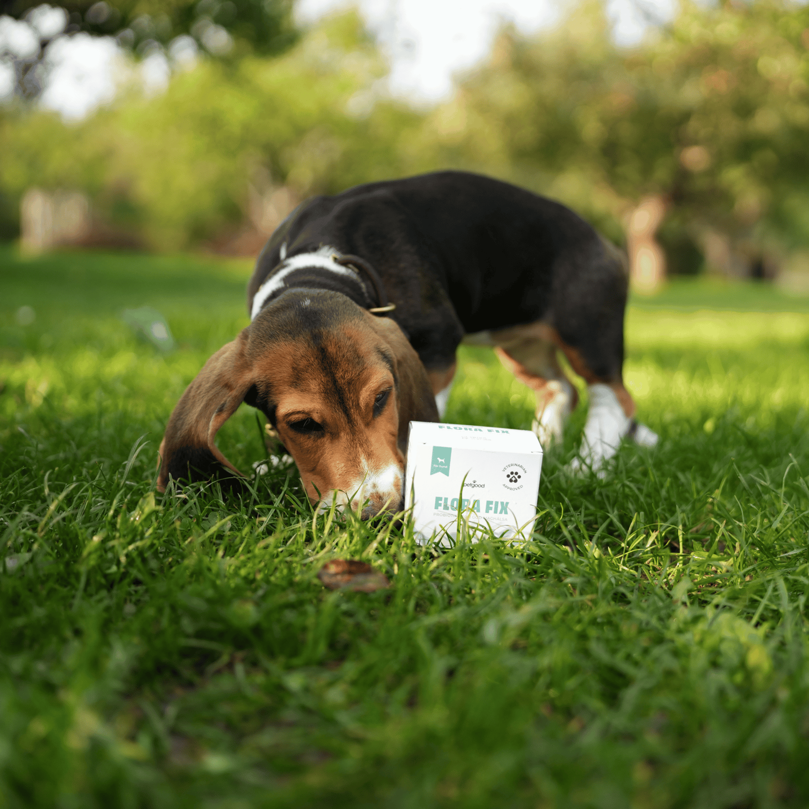 Petgood Flora Fix - Probiotika För Hundar 30x1 g