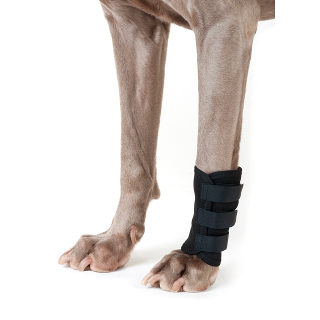 Back On Track Hundbenskydd Svart L 1 st